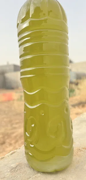 زيت زيتون غرياني