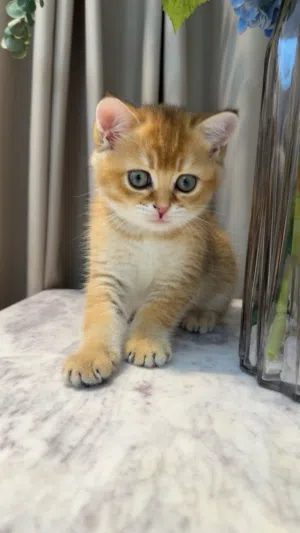 قط سكوتش ستريت Golden Shaded عمر 3 أشهر
