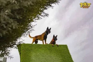 داريف عالي جراء بلجم مالينو..الراعي البلجيكي