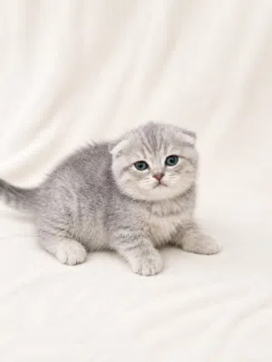 Limited Offer on Kittens