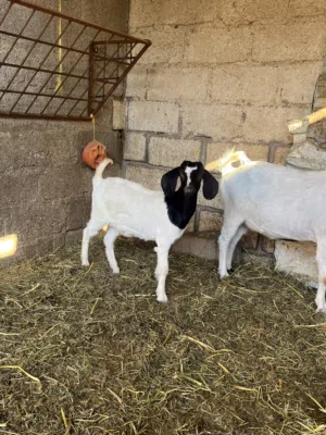 سخلات بيرقوت اناث