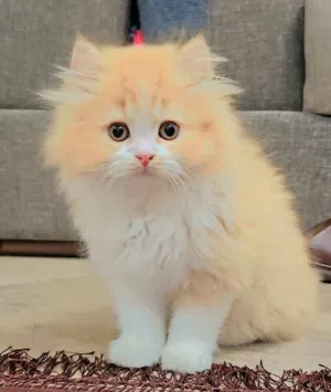 Pure Shirazi&Scottish mix kitten