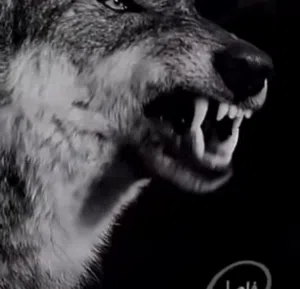 ابو اثير القلادي تشليح