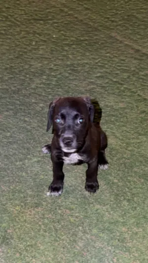 بيتبول اميركن بولي