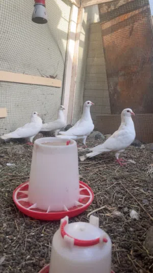 حمام لاحم فرنسي اصل