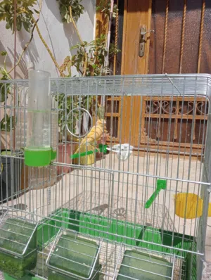 طيرة كنار جزريه جاهزه على الفحل