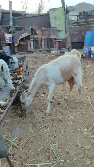 للبيع غنم صلاليات اللي يدور الحليب