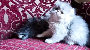 Persian2