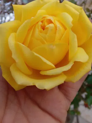 عبدالله  عبودي 