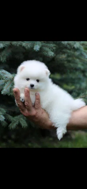 جراوي مني بومارينين للبيع mini Pomeranian puppies