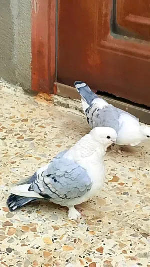 متاح زوج ستلايت الاج اراوس بزوج عرايس صفر