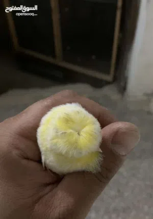 جوز كنار الفحل جلوستر مقنبر والطيرة فايف فانسي