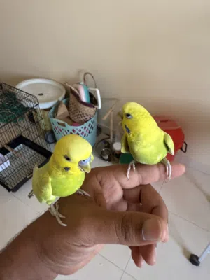 طيرين بادجي متعلمين ولكن تم اهمالهم