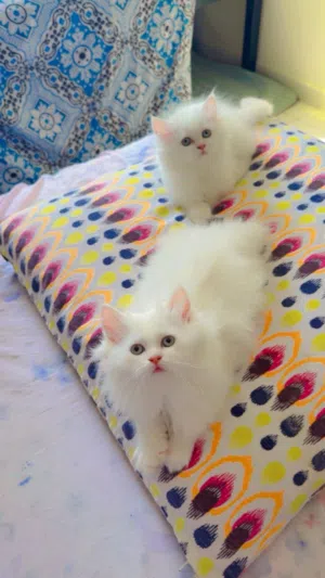 Turkish angora