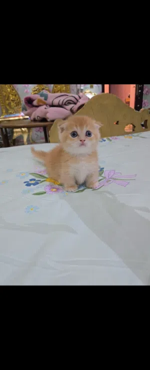 manchicken kitten gold
