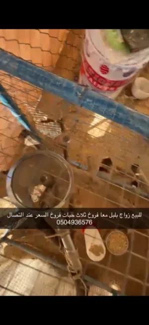 زواج بلبل معاه فروخه