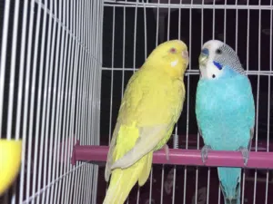 جوز بقالينو الانتى لاتينو عين حمره