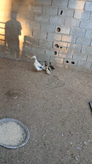بط زينه البيع