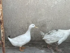 بط و بشوش و اوز