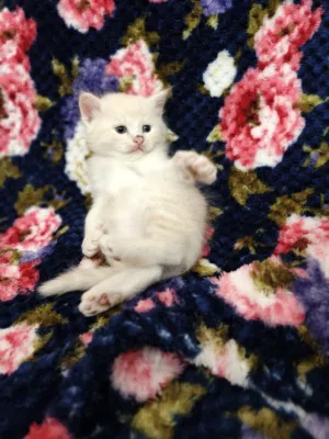 Persian baby cats