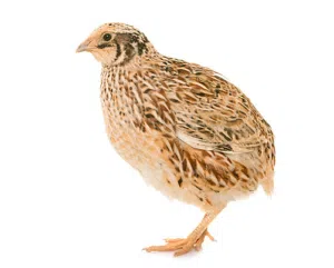 سمان جامبو للبيع