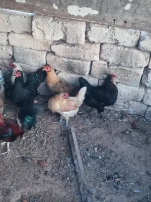 دجاج عربي ربي يبارك