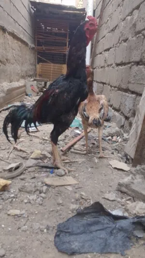 دجاج هراتي سعر مناسب اقرأ الوصف