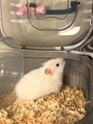 هامسترات للبيع