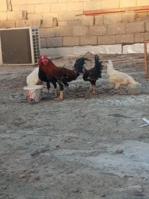 ثلاث ديوجه ودجاجه