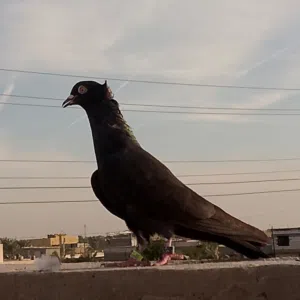 أُلَبّصًرٌأُوِيْ
