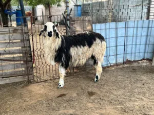 كبش مد وشور راهي ماشاءالله حجم كبير وسمين