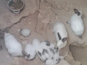 ارانب جميع الأحجام للبيع