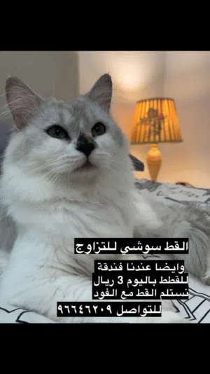 القط سوشي والقط اوريو للتزاوج