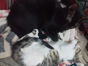 two dsh for adoption