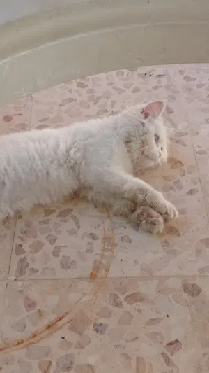 قطة جميلة وللبيع