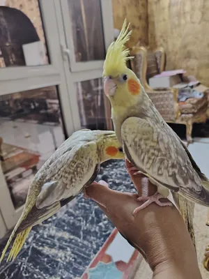 Parrots4