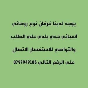 ‏غنم‏1