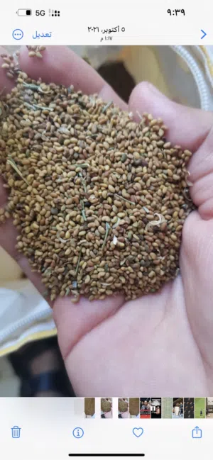 بذر قت عماني انتاج الداخليه