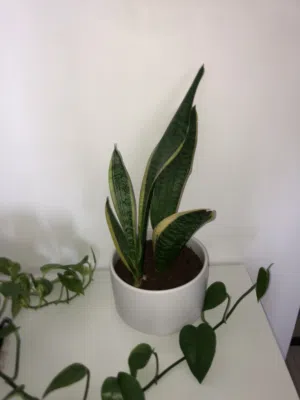 نبتة داخلية