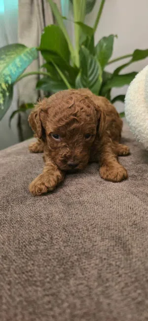 Poodle brown 3 months