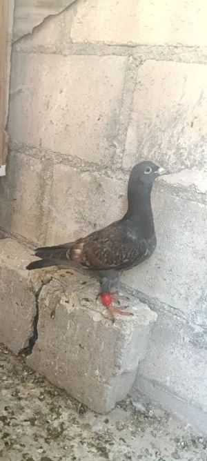 موجود خمس فراخ مخطومات جاهزات زائد جوز مساويد اقرا الوصف تحت