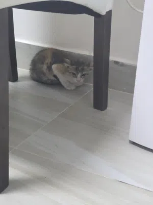 1 month old kitten for adoption