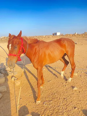 ‏خيل‏2