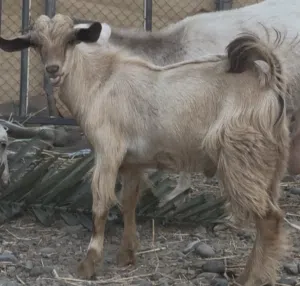جدي عماني للبيع