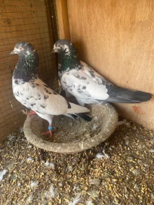 pegon for sell pakistani hi flyer golden pure  pants pure battery pure