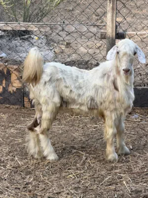 مجموعت اغنام وتيس