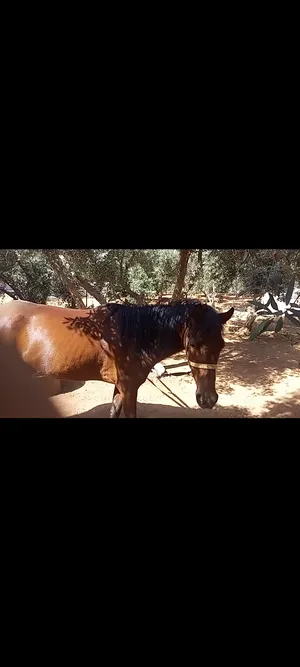 ‏خيل‏0