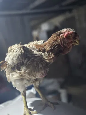 متاح جاج ألماني عدد 2 للبيع