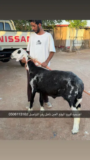 للبيع ضحايا وذبايح