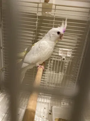 كوكتيل ابيض اليف